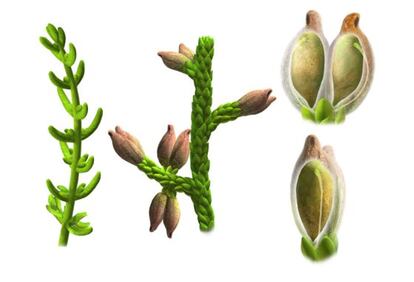 Drawings showing the stems of ‘Montsechia’ (left) and a detail of the leaves and seeds (right).