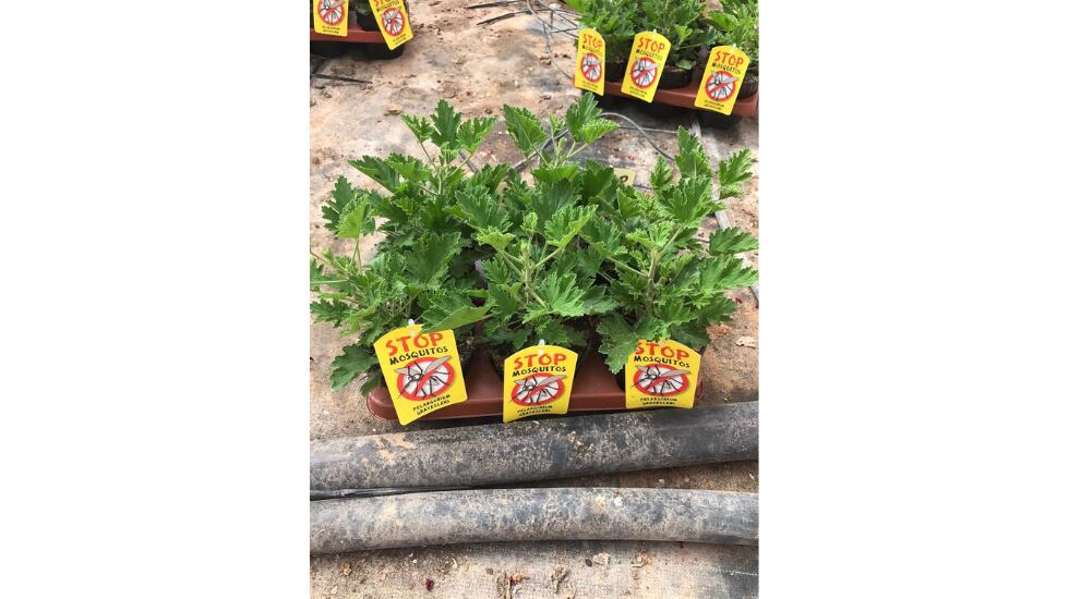 Vista de plantas de citronela.