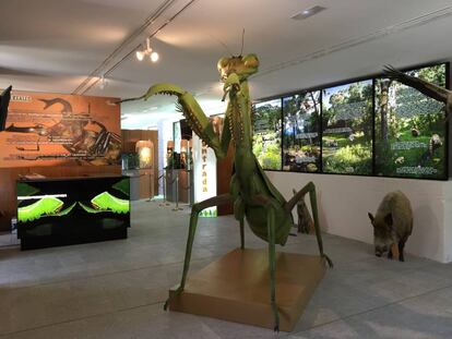 Representación a tamaño gigante de una mantis religiosa en el museo.