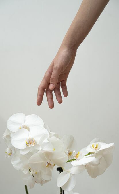 La orquídea es la flor más
delicada del mundo.
