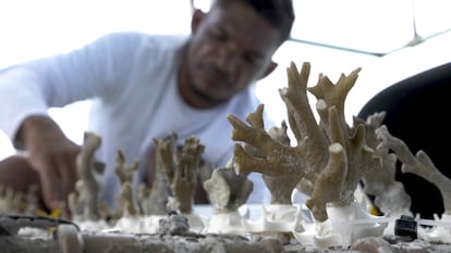Un técnico pega pedazos de coral en una estructura de pvc donde se reproducirán.