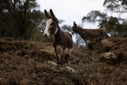 Varios burros desbrozando una zona de bosque en la finca Planeses.