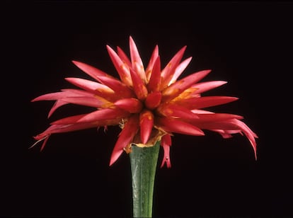 Esta planta de la especie 'Kunhardtia rhodantha' pertenece a la familia 'Rapateaceae', que es endémica del continente americano.