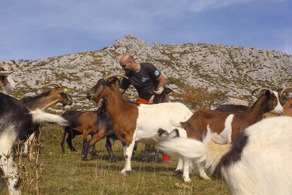 Javier Díaz con sus cabras en los Picos de Europa.