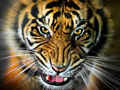 El demonio de los Sundarbans