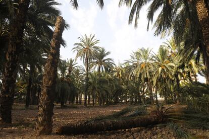 Huerto de la Botella de Elche.