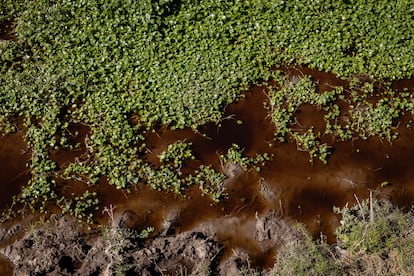 Estero Las Cruces en el humedal de Quilicura, en Santiago, Chile, el 7 de diciembre de 2024.