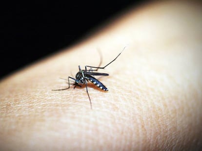 Así descubrimos un microbio que bloquea la transmisión de la malaria