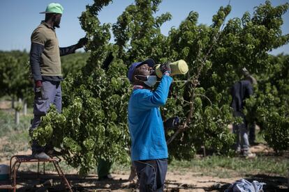 Un trabajador de origen africano bebe agua durante una pausa en la recolecta de nectarinas.
