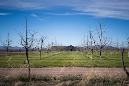 Una casa en medio de una enorme huerta de nogales, junto al Rancho El Uno.