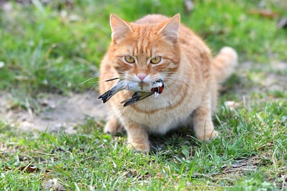 Gatos domésticos en libertad