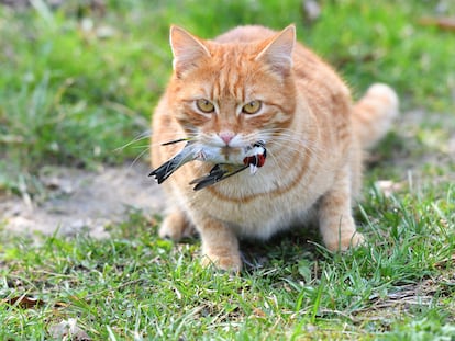 Un gato atrapa a un pájaro en un jardín.