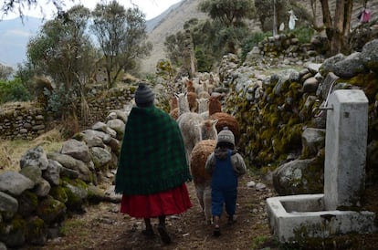 En el Apolobamba la vida es un ritual que se repite exacto y regular como un metrónomo: octubre es para esquilar las alpacas, noviembre para recoger la cosecha de patatas, las lluvias de diciembre son tiempo de buscar plantas para los herbolarios... Y así hasta que llegan los meses de verano, donde la falta de tareas permite abandonar la cordillera y emprender viaje.
