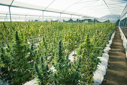 Vista de una plantación de marihuana.