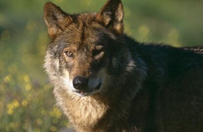 Un ejemplar de lobo ibérico.