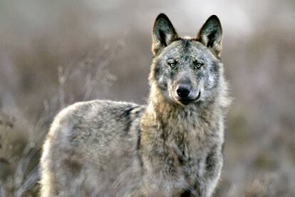 Un lobo ibérico ('Canis lupus signatus') en la sierra de la Culebra, al noroeste de la provincia de Zamora. 