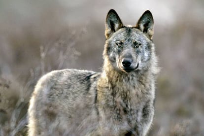 Un lobo ibérico ('Canis lupus signatus') en la sierra de la Culebra, al noroeste de la provincia de Zamora.