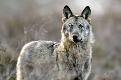 Un lobo ibérico ('Canis lupus signatus') en la sierra de la Culebra, al noroeste de la provincia de Zamora. 