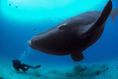Encuentro de un submarinista con una ballena franca austral, en Nueva Zelanda.