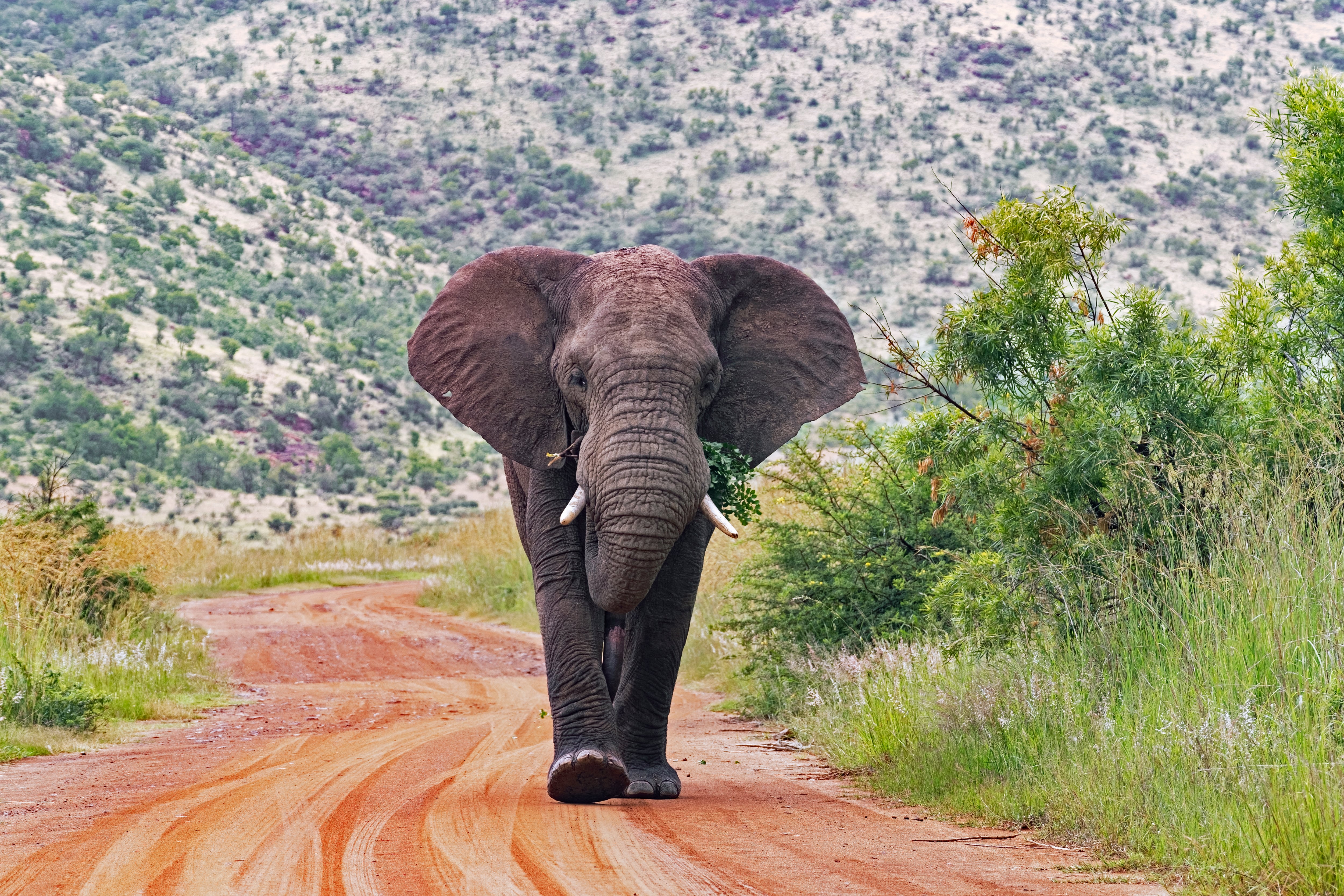 Un turista español muere aplastado en Sudáfrica por un elefante al que se acercó a fotografiar