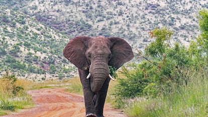 Un elefante en el Parque Nacional de Pilanesberg, en Sudáfrica.