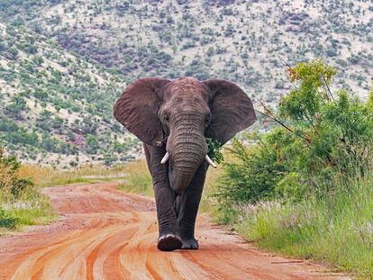 Un elefante en el Parque Nacional de Pilanesberg, en Sudáfrica.