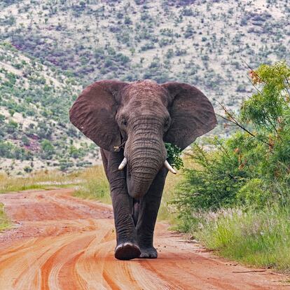 Un elefante en el Parque Nacional de Pilanesberg, en Sudáfrica.