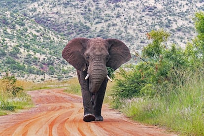 Un elefante en el Parque Nacional de Pilanesberg, en Sudáfrica.