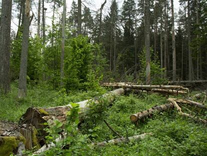 Zona del bosque de Bialowieza (Polonia) afectada por la tala de árboles.