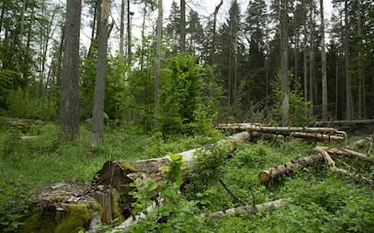 Zona del bosque de Bialowieza (Polonia) afectada por la tala de árboles.