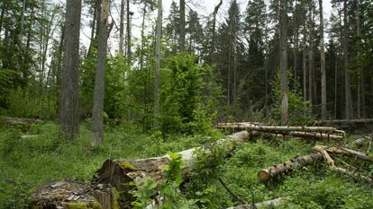 Zona del bosque de Bialowieza (Polonia) afectada por la tala de árboles.
