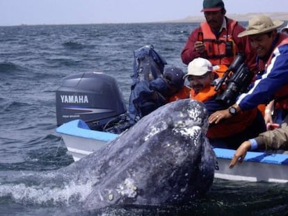 Exemplares de baleia-cinzenta na Baixa Califórnia.