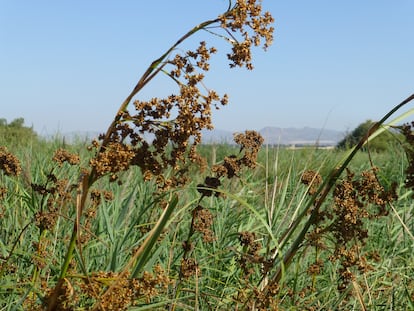 La masiega, al borde de la desaparición en Las Tablas de Daimiel, en una imagen cedida.