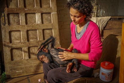 Antes de ser introducidos en las instalaciones del centro con otros ejemplares de su especie, todos los primates pasan al menos una semana con un cuidador que nunca se separa de ellos. De esta manera, los trabajadores del CRPL demuestran a los recién llegados que ahora están en un lugar seguro. En la fotografía, Itsaso Vélez, la directora técnica del santuario, comprueba el estado de salud de Aïcha.