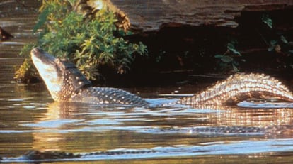 Imagen de archivo de un cocodrilo.