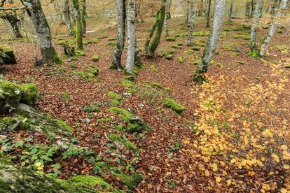 The source of the Nervión River is tucked away among the leafy beech forests of Santiago that begin at the cliffs of the Salvado mountains and advance down towards the meadows of the Arrastaria valley in Alava. The forests are constantly doused in moisture by the dense mists that also feed the river and ensure that the Salto de Nervión waterfall – considered the highest in Spain – remains a spectacular sight.