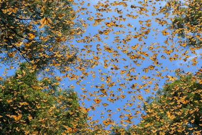 Las mariposas vuelan entre los árboles en El Rosario, un santuario dentro de la Reserva de la Biosfera de la Mariposa Monarca en Michoacán, México. Las monarcas migratorias pasan el invierno en los mismos bosques de oyamel que albergaron a generaciones anteriores. 24 de febrero de 2023.