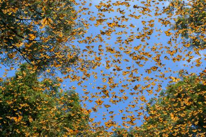 Las mariposas vuelan entre los árboles en El Rosario, un santuario dentro de la Reserva de la Biosfera de la Mariposa Monarca en Michoacán, México. Las monarcas migratorias pasan el invierno en los mismos bosques de oyamel que albergaron a generaciones anteriores. 24 de febrero de 2023.