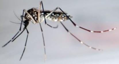 Um mosquito Aedes aegypti.