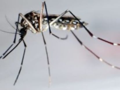 Un mosquito Aedes aegypti.