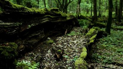 Árbol en descomposición dentro de la reserva integral del Parque Nacional de Bialowieza. João Ferro, guía de este espacio, explica que un árbol puede tardar en descomponerse toda una vida humana.“Más del 60% de los organismos que existen en Bialowieza están relacionados con la descomposición. Todos vuelven al sistema un día, todos se acabarán descomponiendo para formar parte del suelo. Y lo que consumimos es el producto directo o indirecto del suelo”, relata.