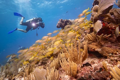 Buceadores en un arrecife del Caribe mexicano, en 2018.