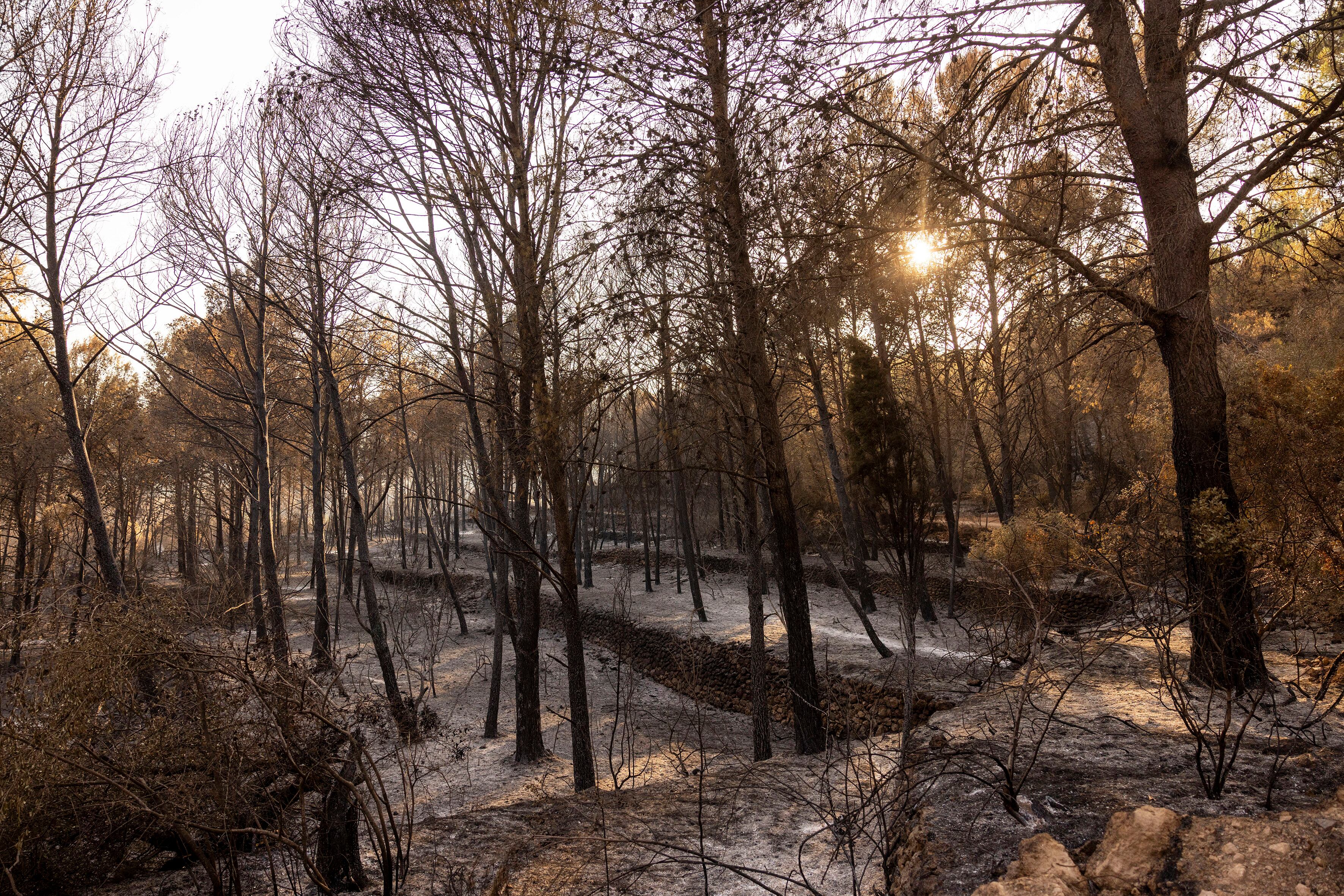 Una pista forestal entre Artan y Eslida tras el paso del fuego.