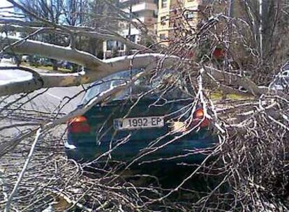 Árbol caído sobre un coche en la Avenida Manuel de Falla