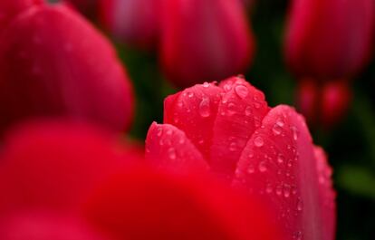 Detalhe das folhas de tulipas em uma rua de Hanau (Alemanha).