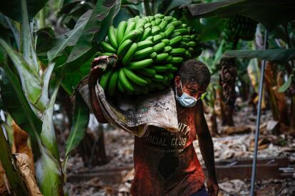 Yulian Lorenzo, cubierto por la ceniza, recoge una piña de plátanos, el 23 de septiembre, antes de que la lava del volcán de Cumbre Vieja llegara a las plantaciones, en Tazacorte. Esta imagen suya, captada por el fotógrafo Kike Rincón (Europa Press), sacando a toda prisa la cosecha amenazada por la lava, se ha convertido en un emblema para La Palma.