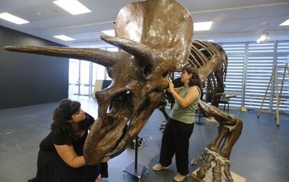 Dos cuidadoras colocan la espectacular réplica del triceratops en el Crusafont de Sabadell.
