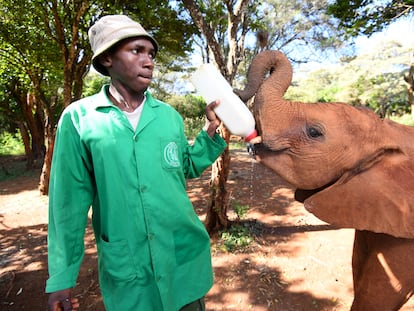 A Sheldrick Wildlife Elephants worker bottle-feeds a baby elephant.