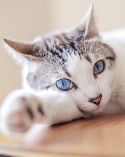'Atún', el gato pequeño del autor del reportaje.
