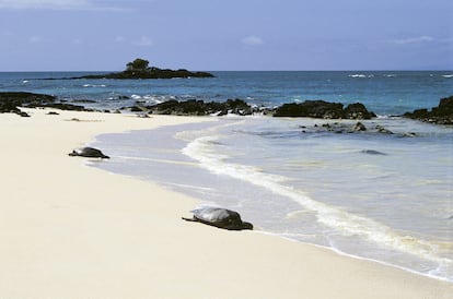 Tortugas en las Islas Galápagos